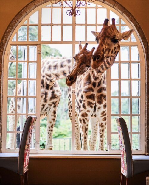 Giraffe Manor Hotel