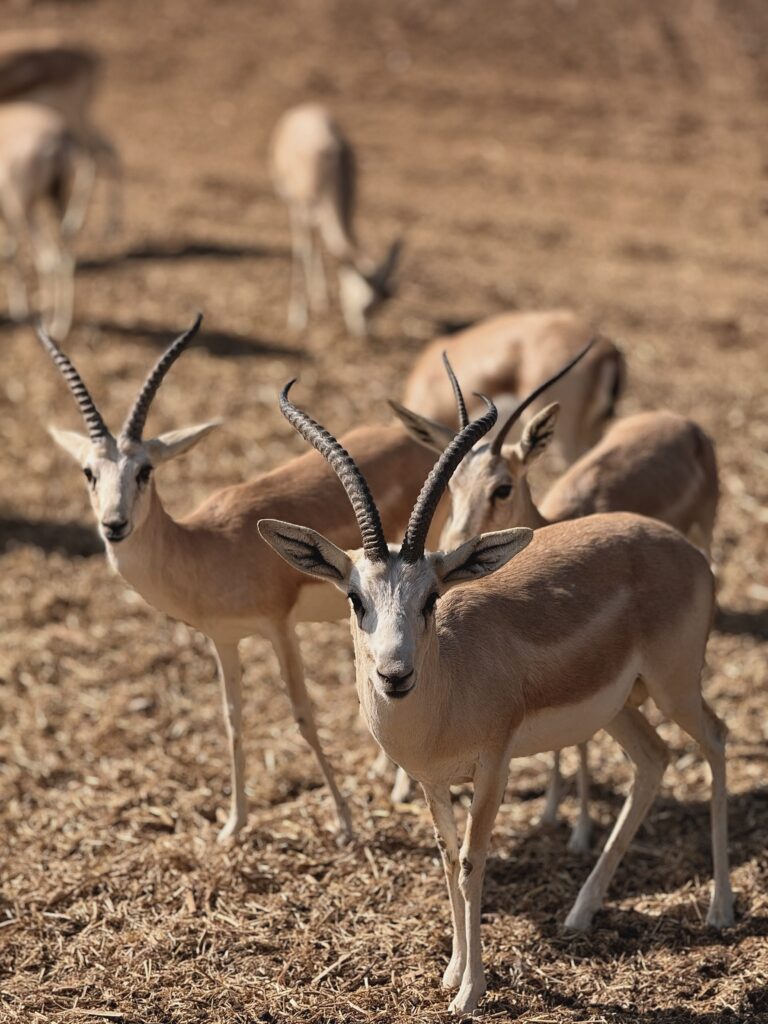 A Dream Retreat: Exploring Anantara Sir Bani Yas Resort 42 EHF safarianantara 1